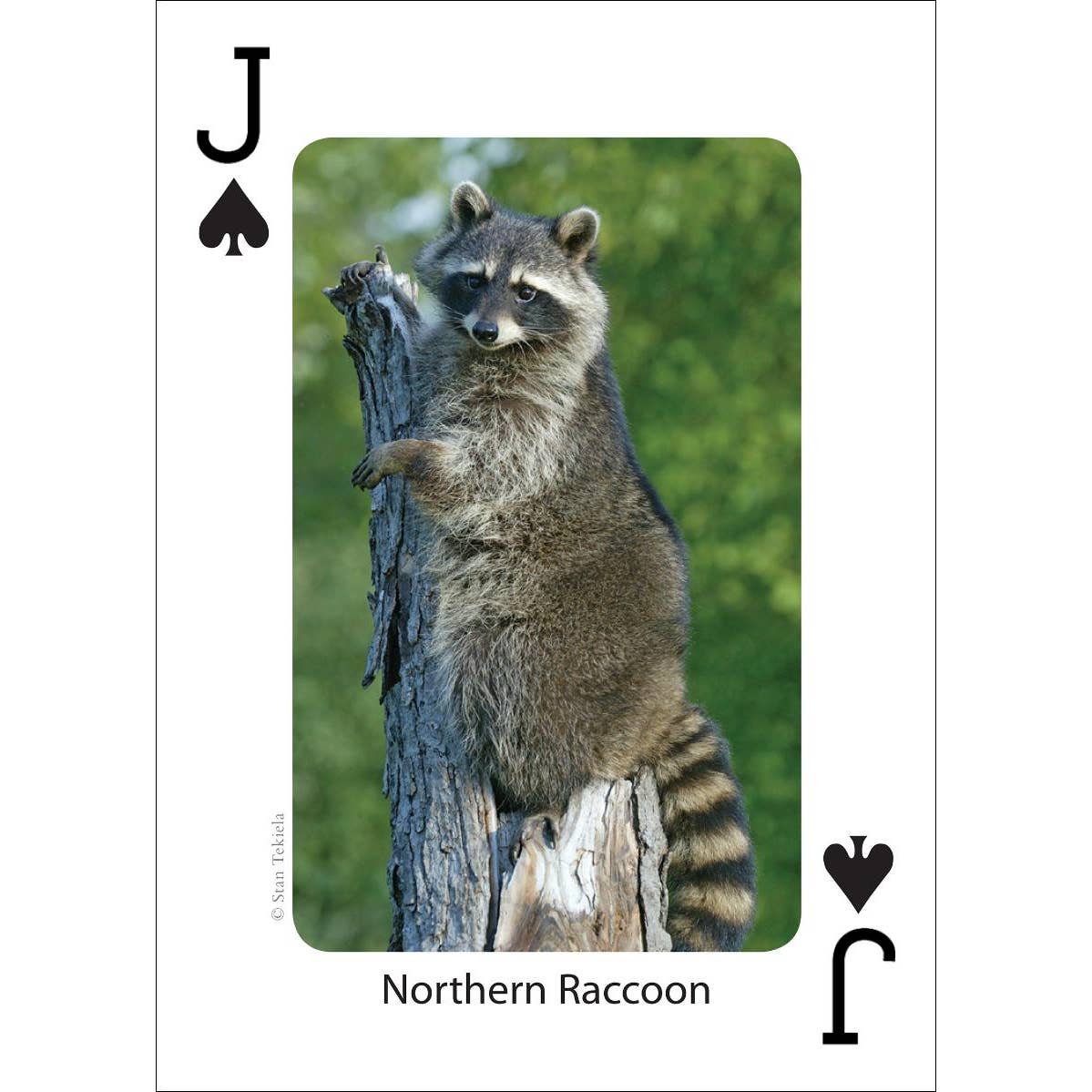 Mammals of the Southeast Playing Cards