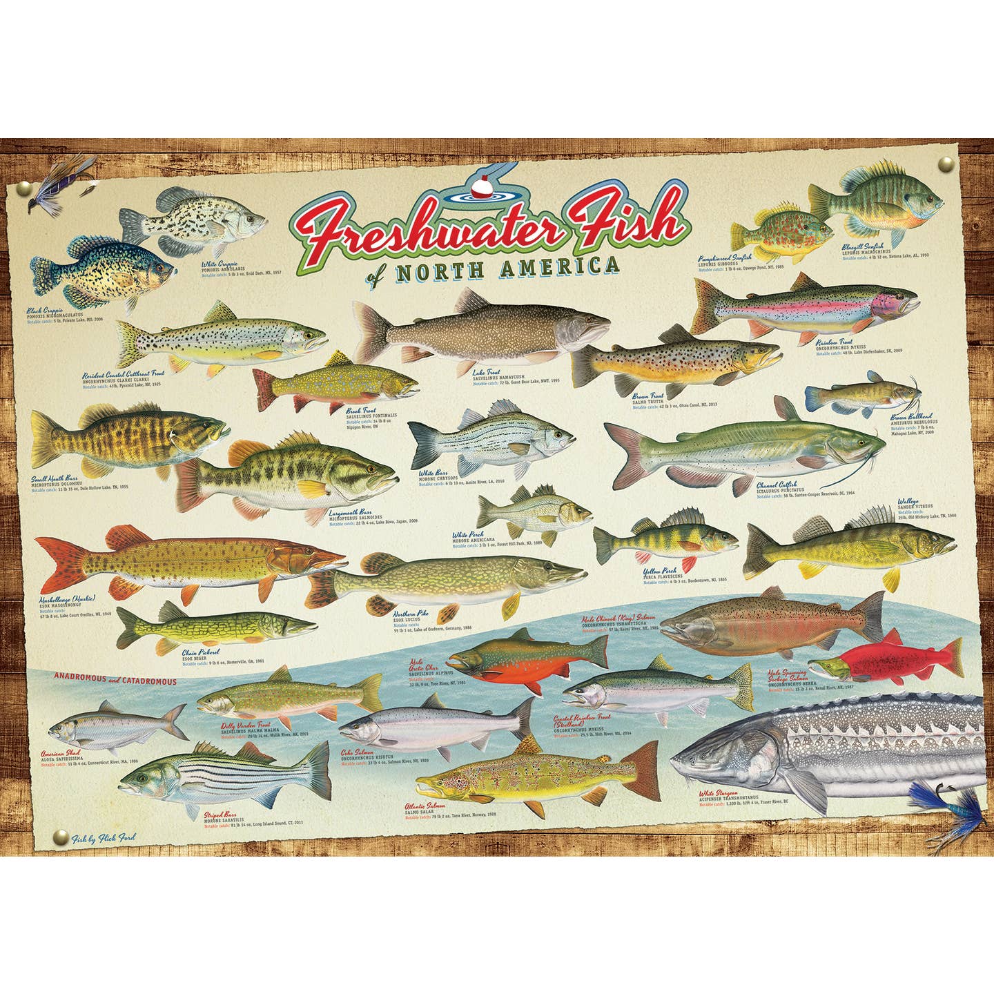 Freshwater Fish of North America 1000 Piece Puzzle